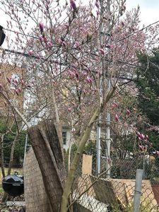 528 Leonard St, Brooklyn, NY, 11222