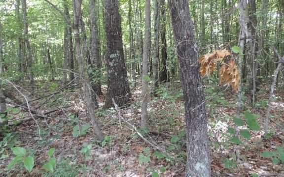 4th image of 0 Parkstown Ext Lot 48