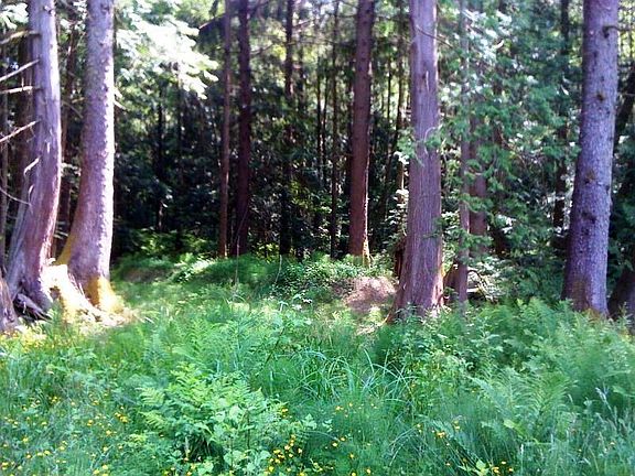 Close to Lake Padden