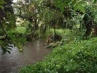View of creek in backyard