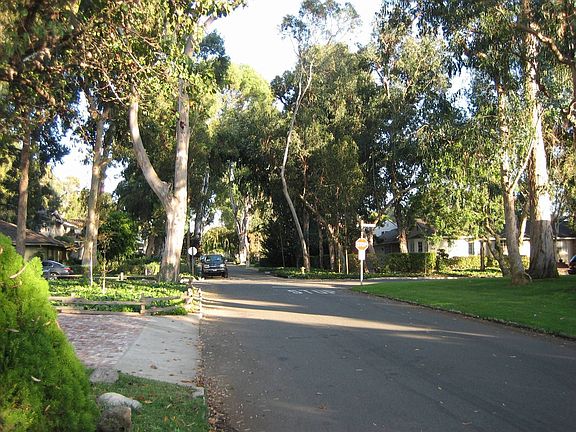 Quiet Tree Lined Street
