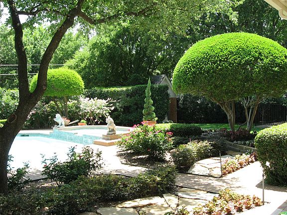 Back yard