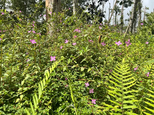 Maui Rd Lot 447, Pahoa, HI 96778