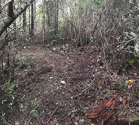 Cleared area to access lot