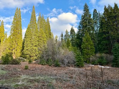 Sequoia Drive, Springville, CA, 93265