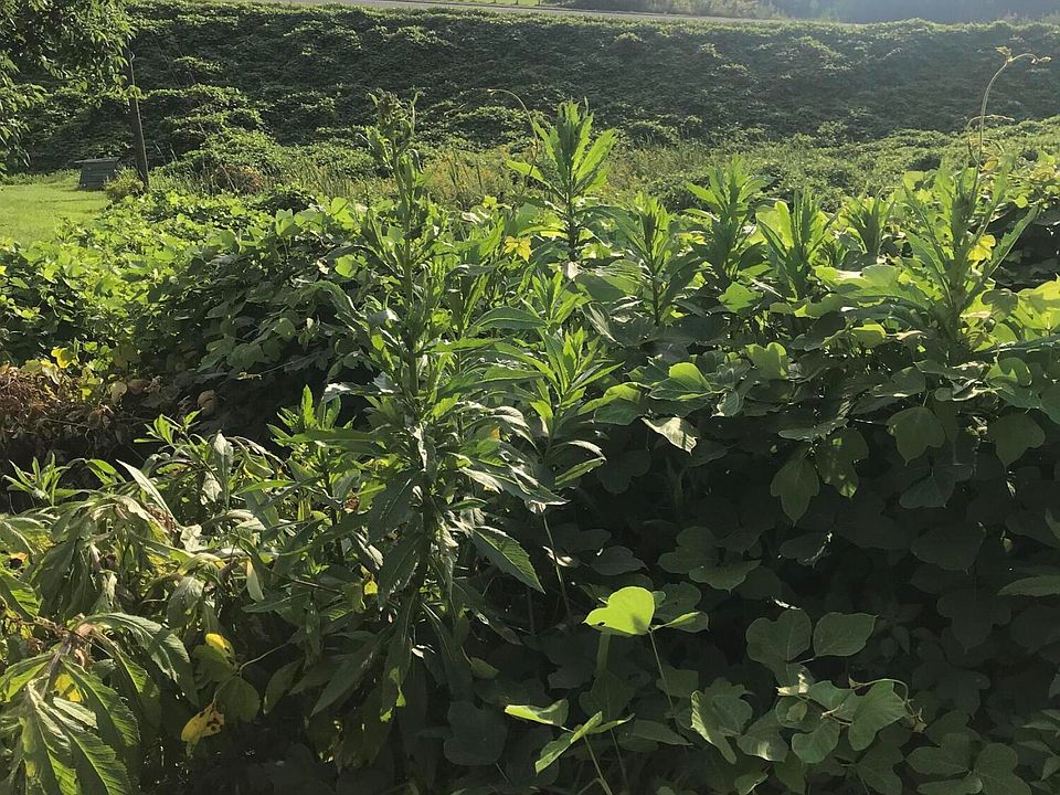 0 Spruce St, Ducktown, TN 37326 MLS 1378594 Zillow