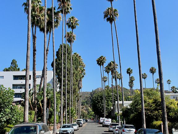 Palm Trees lined street