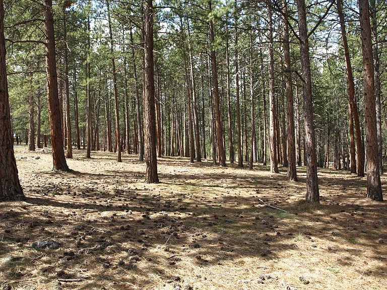 Area adjacent to and west. Two horses will be acceptable for additional fee. You are responsible for fencing and loafing shed if required.