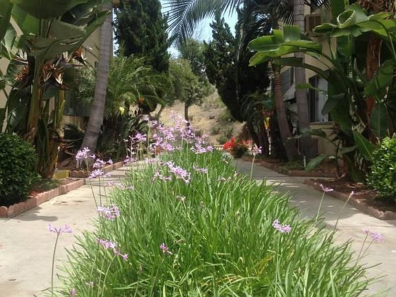 Lush garden