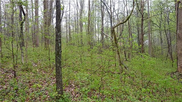 2nd image of 79 Treanor Springs Rd Lot 79