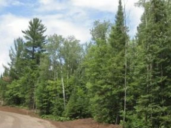 Large Pines Along Road