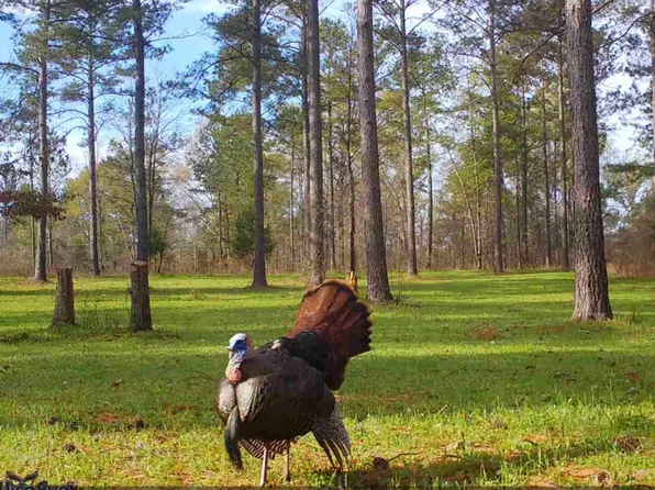 0 S Porter Rd, Shiloh, GA 31826