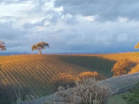 Yet another vineyard view.