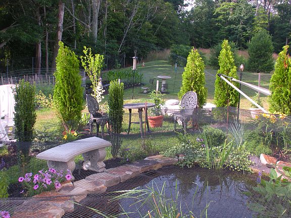 koi pond