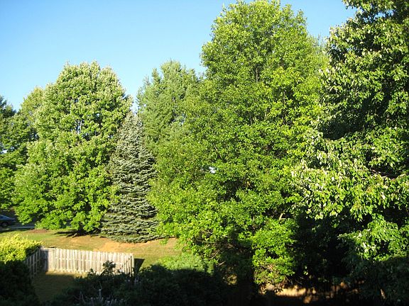 Pinetree behind house