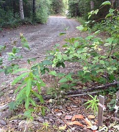 SW Stake Facing South
