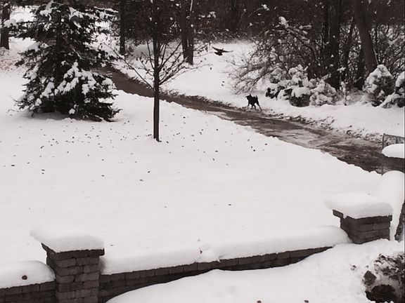 Backyard & private road