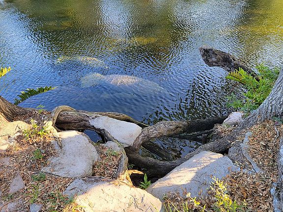 5th image of 7395 Flounder Dr