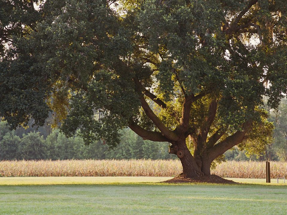 1950 Mount Carmel Rd, Walterboro, SC 29488 MLS 11201305 Zillow