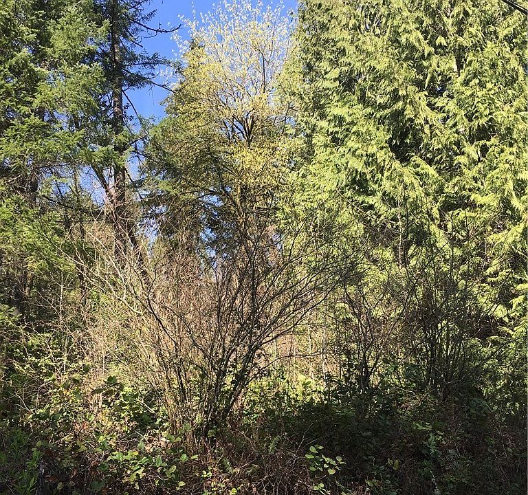 1st image of 0 XXX 63rd Avenue NE