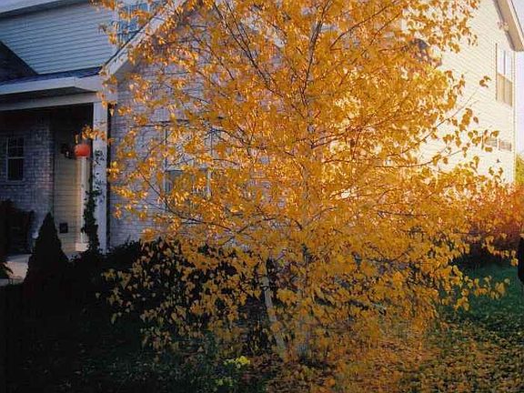 Yard in fall