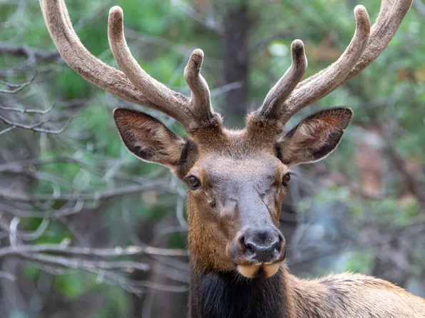 7770 Forest Service 122 Rd. Tract 6 -- #6A, Happy Jack, AZ 86024