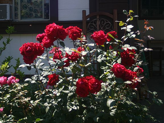 Roses out front