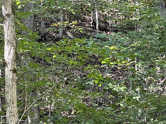 2nd image of 0 Neeley Creek Rd