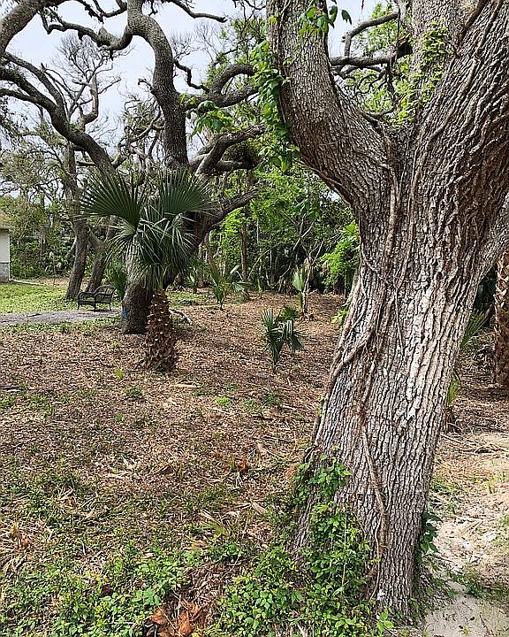 Large Oaks, Ocean nearby.