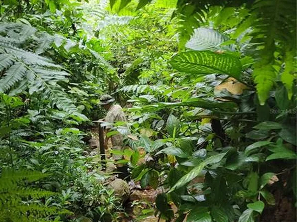 Camino Faustino Acevedo, Angeles, PR 00611