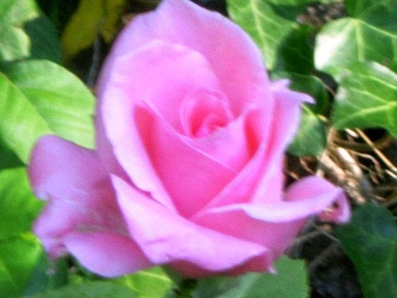 Grandiflora Rose "Queen Elizabeth"