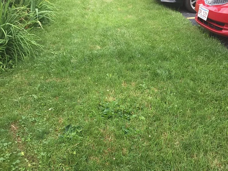 Back lawn, wrap around to garage