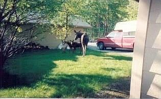 5th image of 5898 Wild Mountain Dr