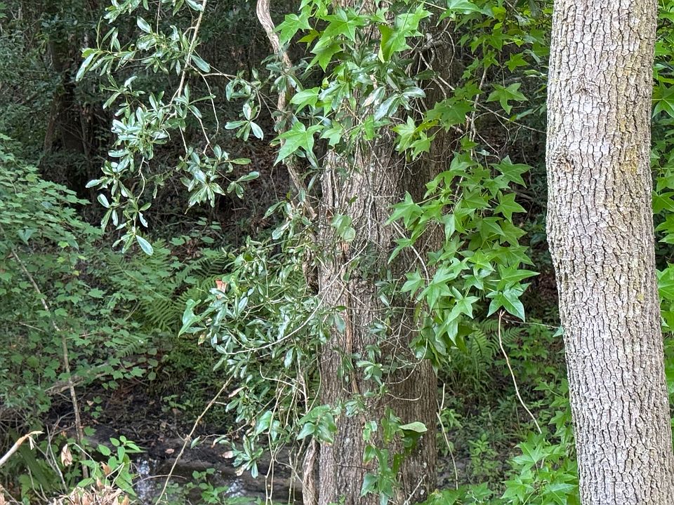 2nd image of 0 NW Lake Jeffery Rd