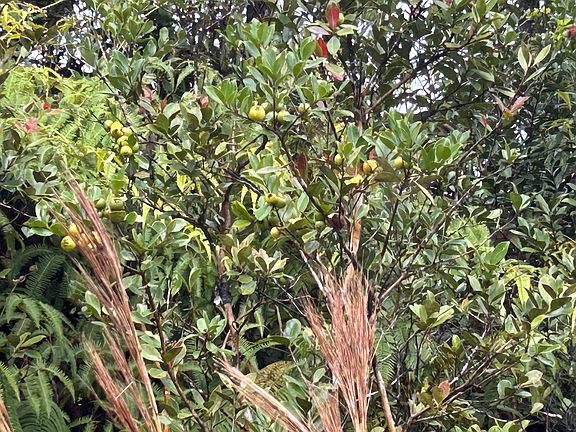 4th image of 11-2496 Makoa Rd Lot 65