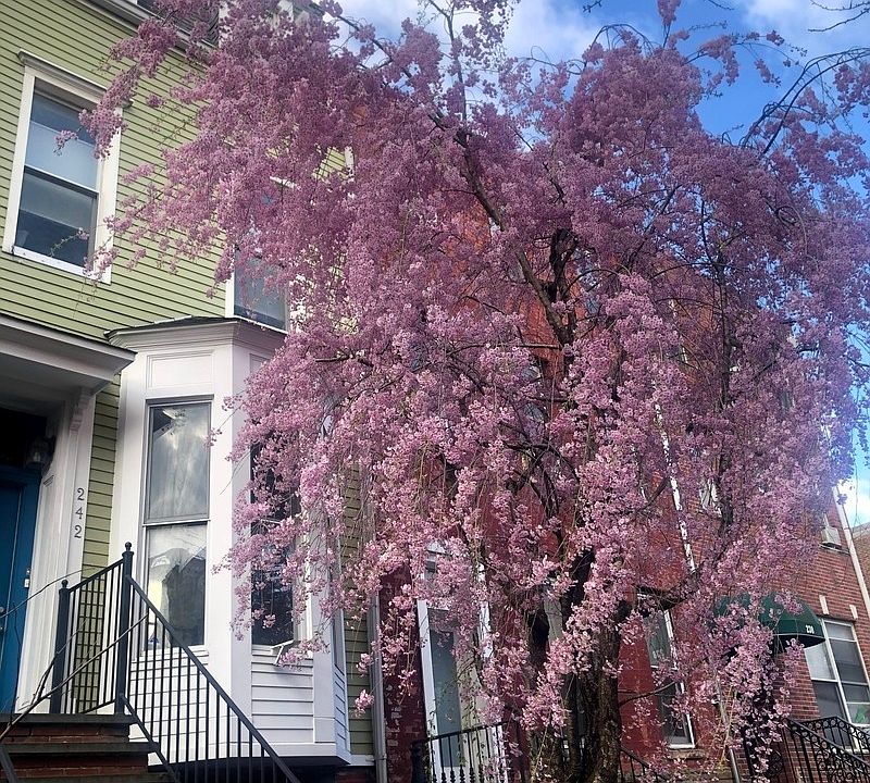 1st image of 242 13th St #2