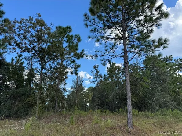 6717 N Libby Ter, Citrus Springs, FL 34433