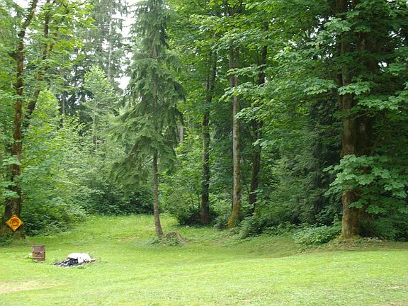 Backyard woods & trees