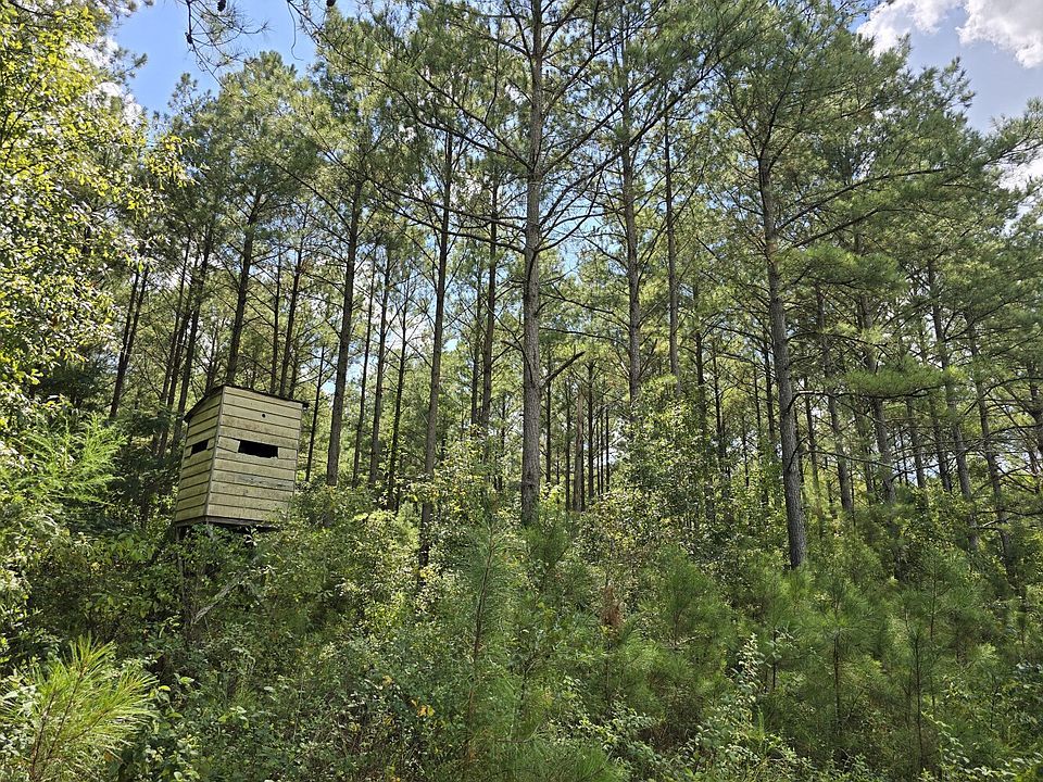 Merchantable pine