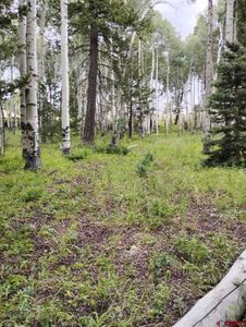 770 Ponderosa Way, Cimarron, CO, 81220