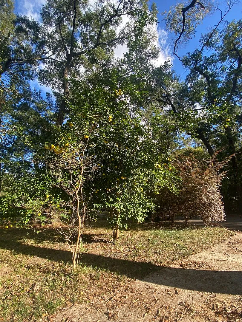 Available Now 3 Bedroom 2 Bath Single Story — Photo 3