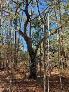 68042 S Strain Rd, Mandeville, LA, 70471