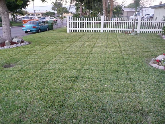 St.Augustine Grass