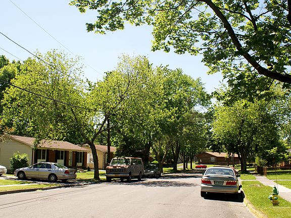 Quiet tree-lined street