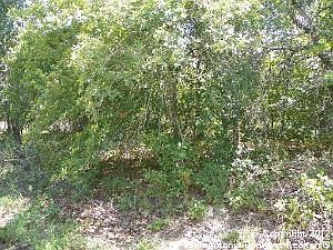 5th image of 3359 Owenwood Dr