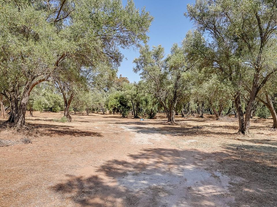 Cleared view through olive trees