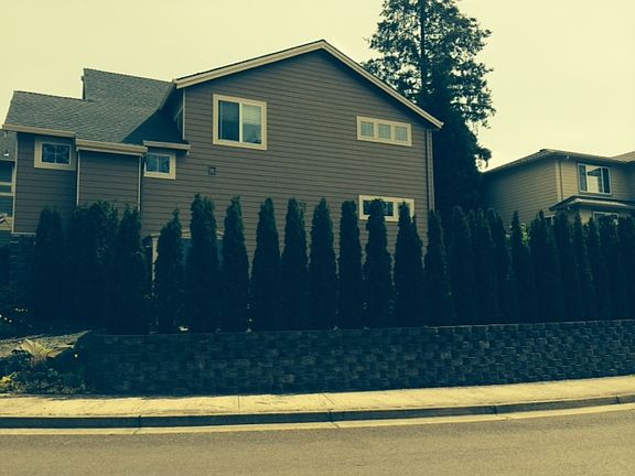 Side view, arborvitae fence