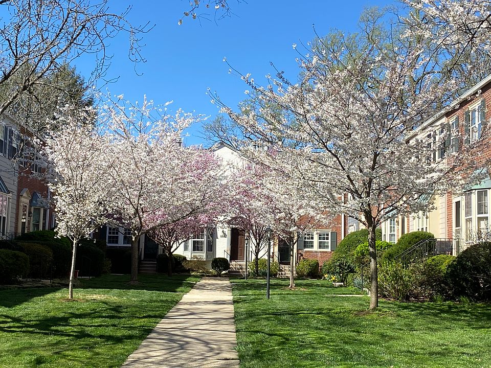 Cherry blossoms outside your door in late March and early April