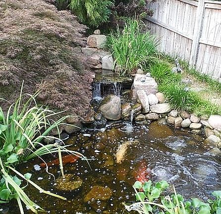 Koi pond
