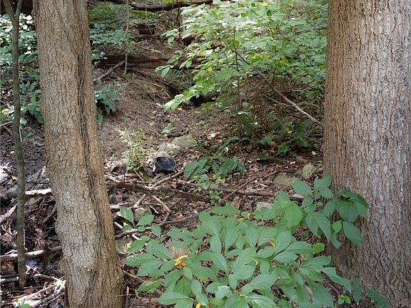 2nd image of 2785 Spickert Knob Road